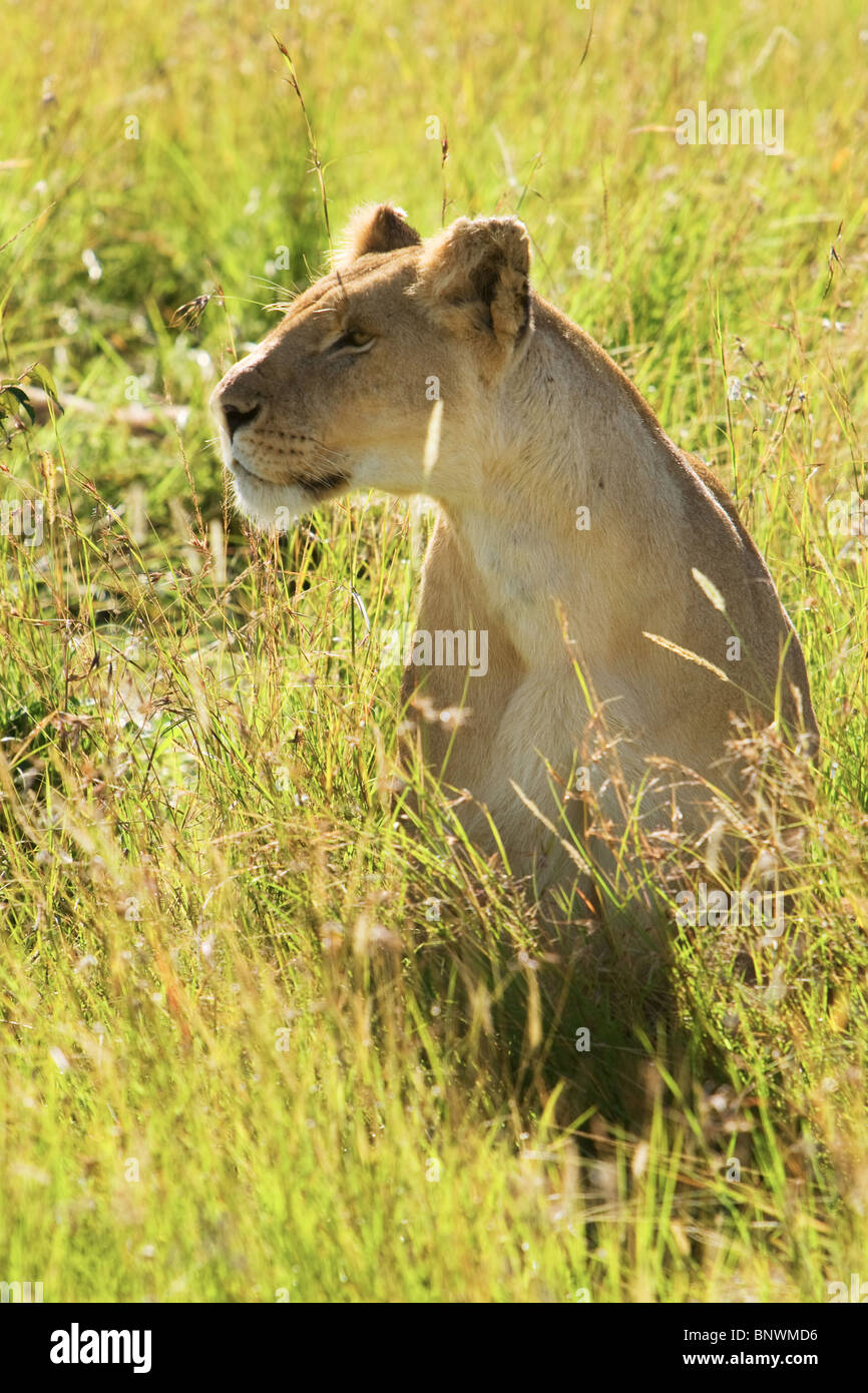 Leonessa sul Masai Mara Kenya Foto Stock