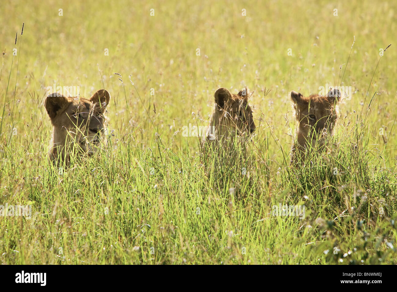 Tre cuccioli di leone nel Masai Mara Kenya Foto Stock