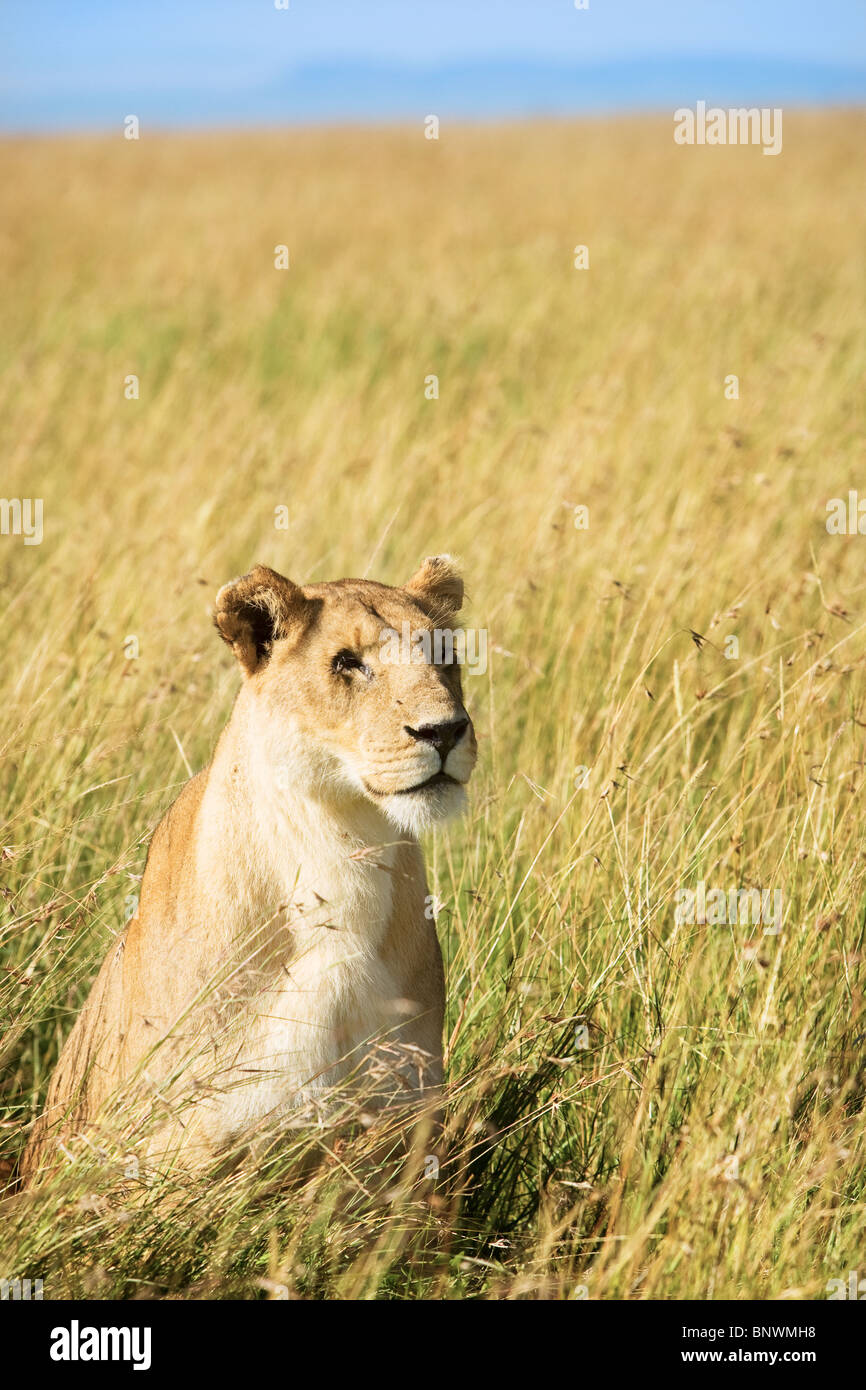 Leonessa sul Masai Mara Kenya Foto Stock