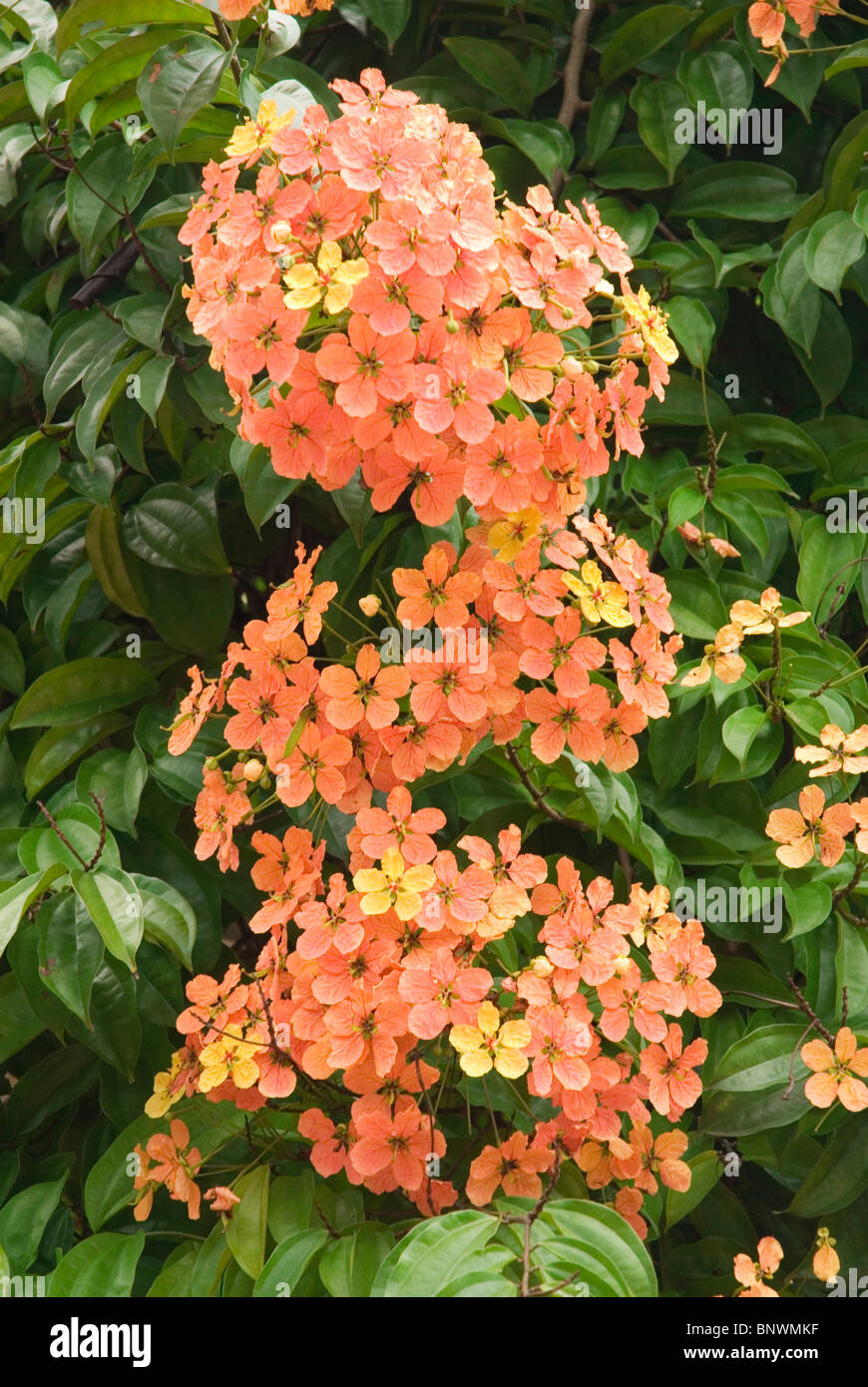 Penang Botanic Gardens Foto Stock