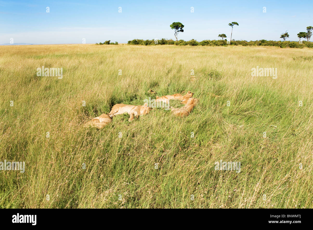 Marzo orgoglio dei leoni sul Masai Mara Kenya Foto Stock