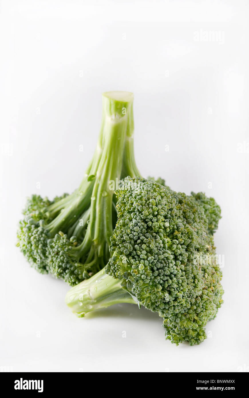 Broccoli (cultivar Calabrese) Foto Stock