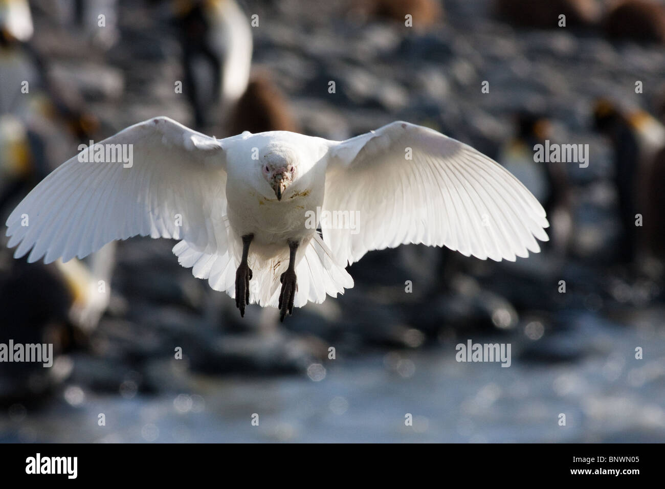 Snowy Sheathbill (Chionis alba) in volo su Isola Georgia del Sud, un re colonia di pinguini in background Foto Stock