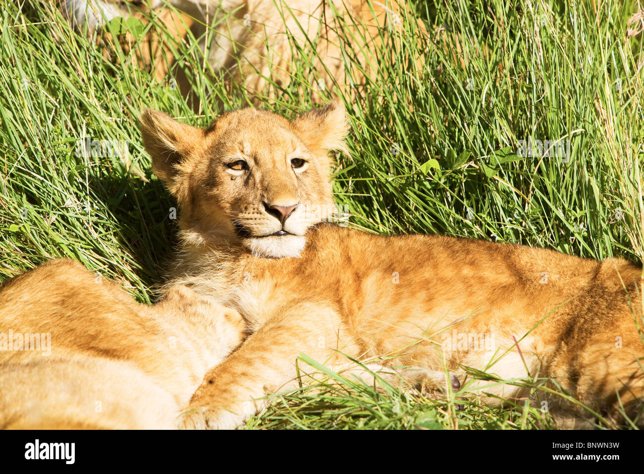 Lion cub in appoggio sul Masai Mara Kenya Foto Stock
