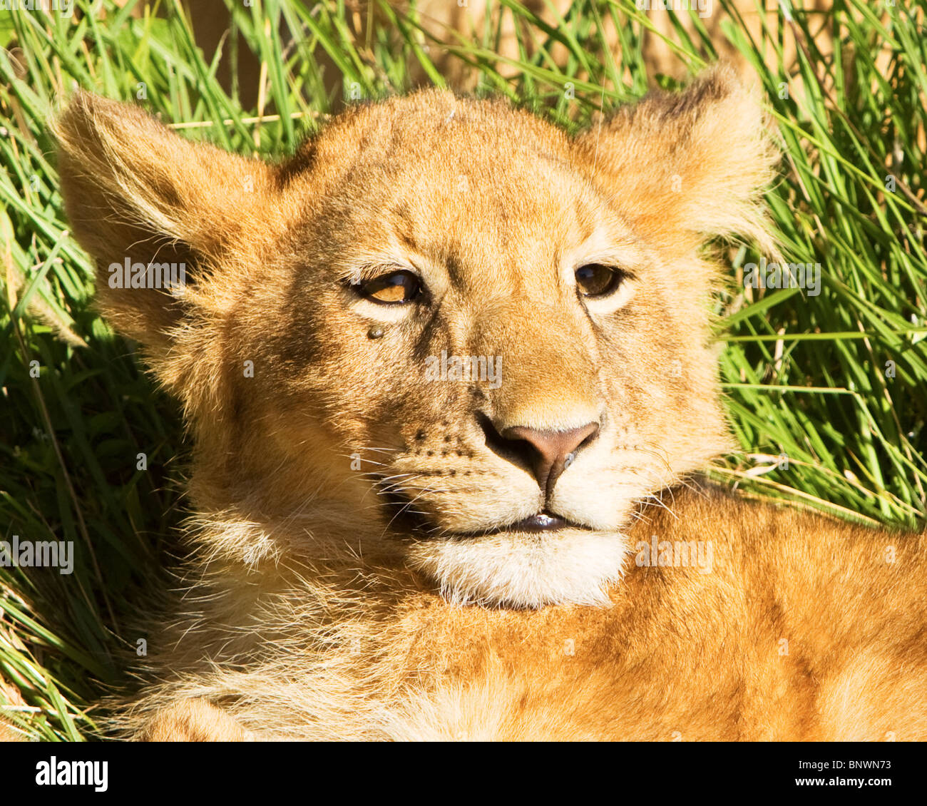 Lion cub sul Masai Mara Kenya Foto Stock
