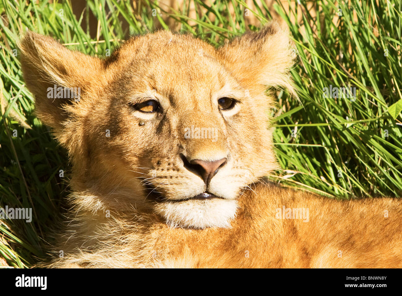 Lion cub sul Masai Mara Kenya Foto Stock