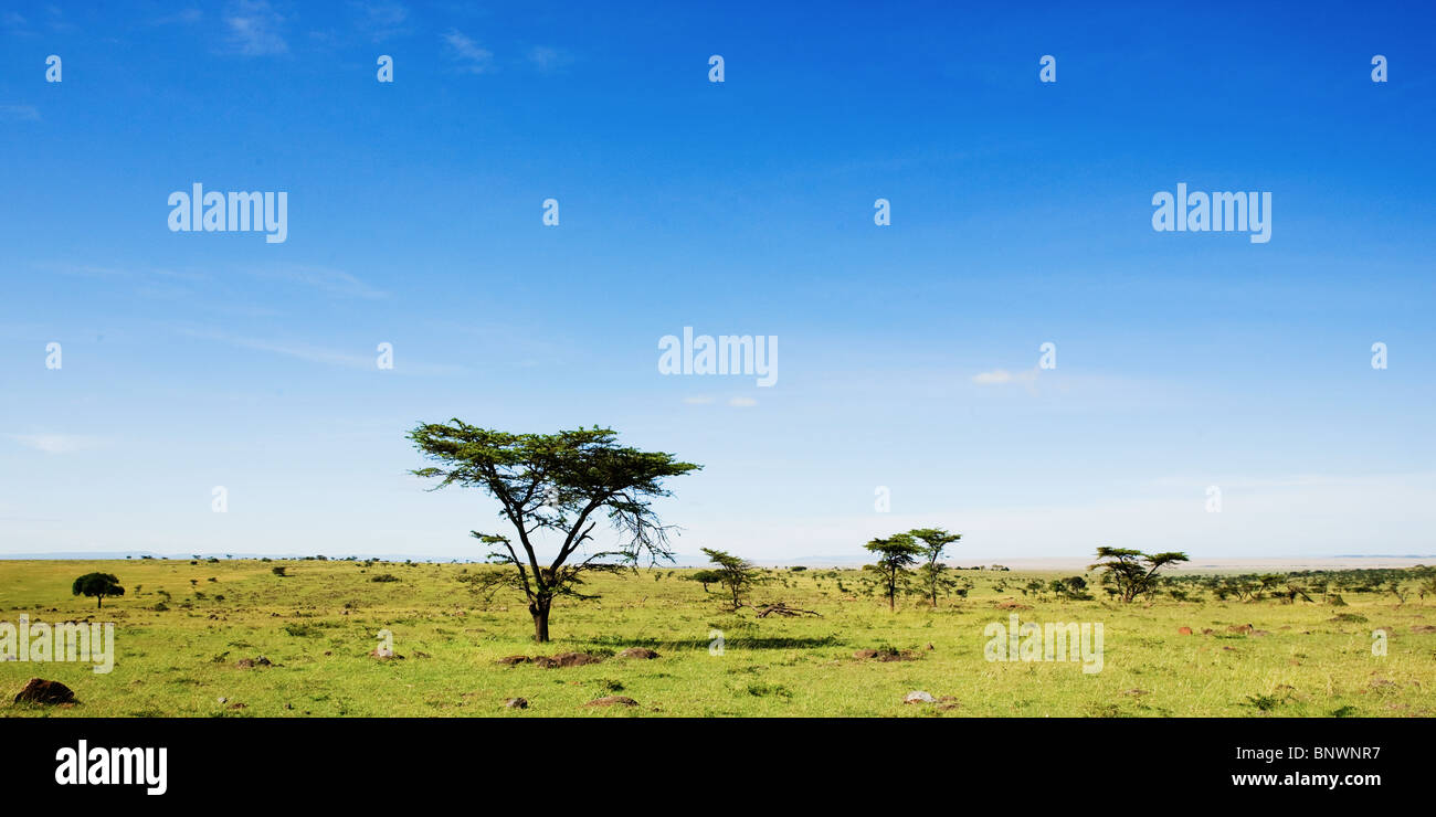 Alberi del Masai Mara plain Kenya Foto Stock