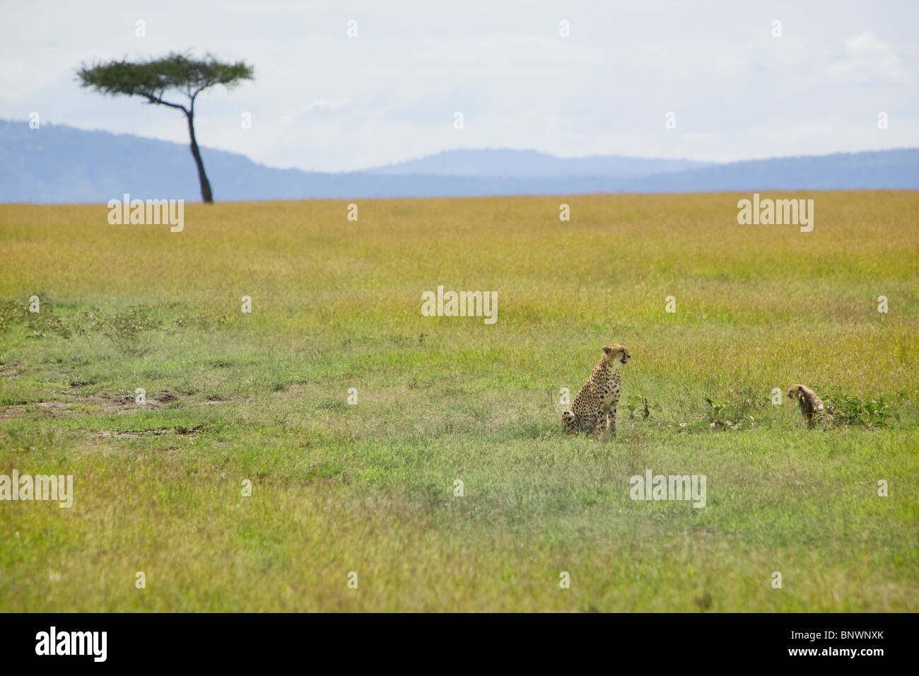 Ghepardo e cub su Masai Mara plain Kenya Foto Stock