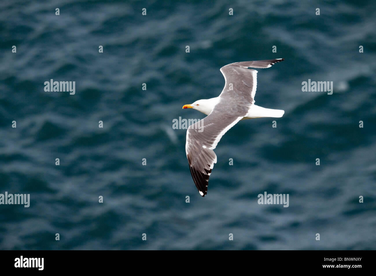 Lesser black backed gull, Larus fuscus, volare sopra il mare, Skomer Island, Pembrokeshire, Galles Foto Stock