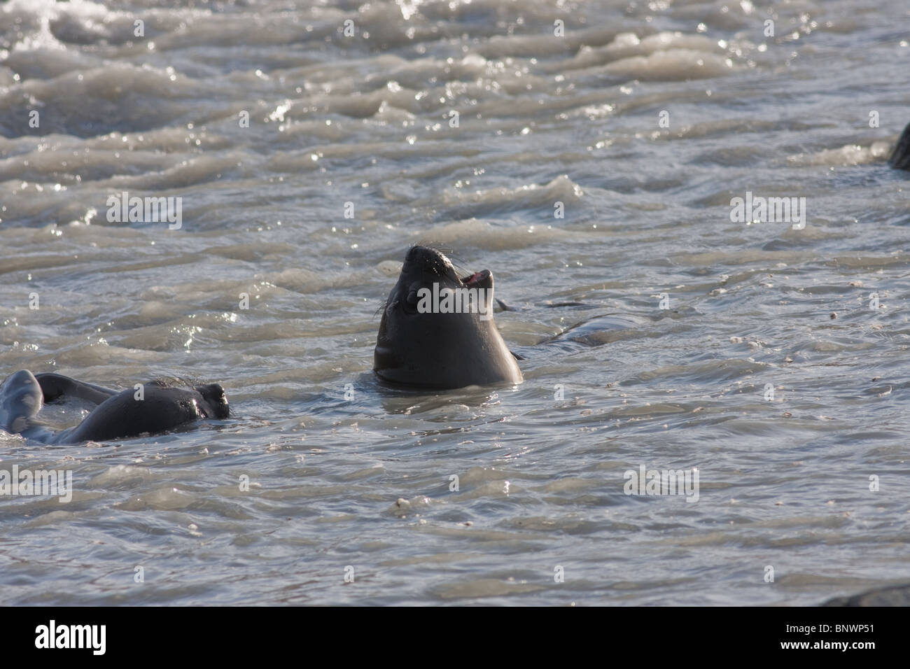 Una coppia di giovani foche elefanti (Mirounga leonina) giocando nel surf sulla spiaggia sull Isola Georgia del Sud Foto Stock