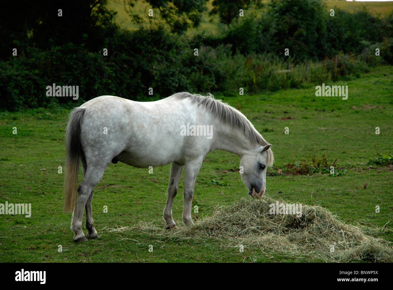 Una sezione di gallese un pony mangia fieno al Pipers Hill Farm nei Vescovi Itchington, Warwickshire Foto Stock