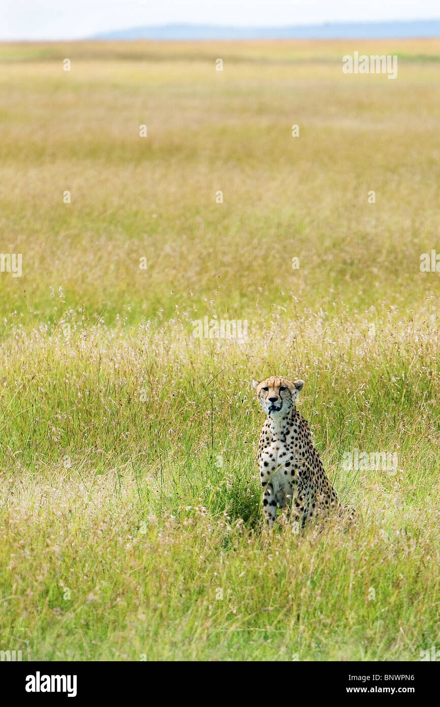 Ghepardo su Masai Mara plain Kenya Foto Stock