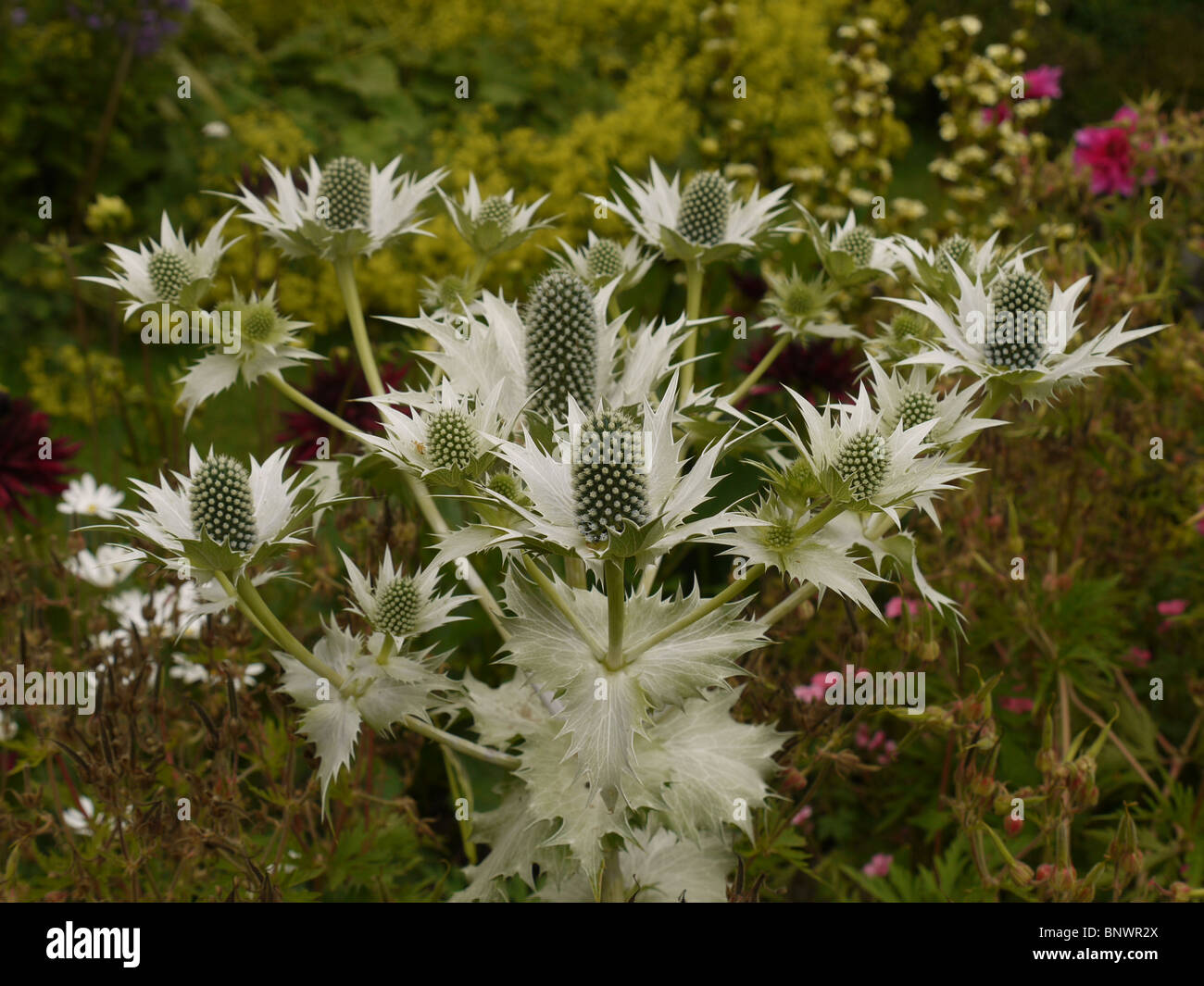 Mare Holly fiore (Erynigom Miss Wilmotts Ghost) in Chenies Manor House Garden, Bucks Foto Stock