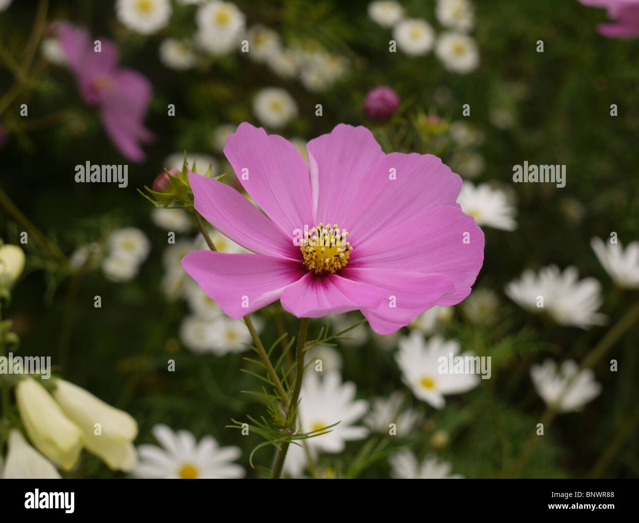 Cosmo rosa fiori annuali in Chenies Manor Gardens, Bucks, Regno Unito Foto Stock