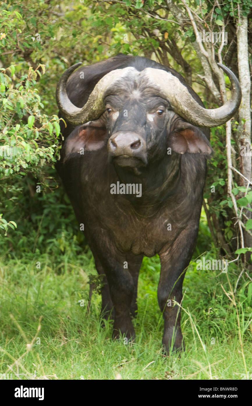 Buffalo in foresta Masai Mara Kenya Foto Stock