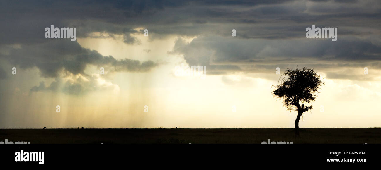 Pioggia all'orizzonte nel Masai Mara Kenya Foto Stock