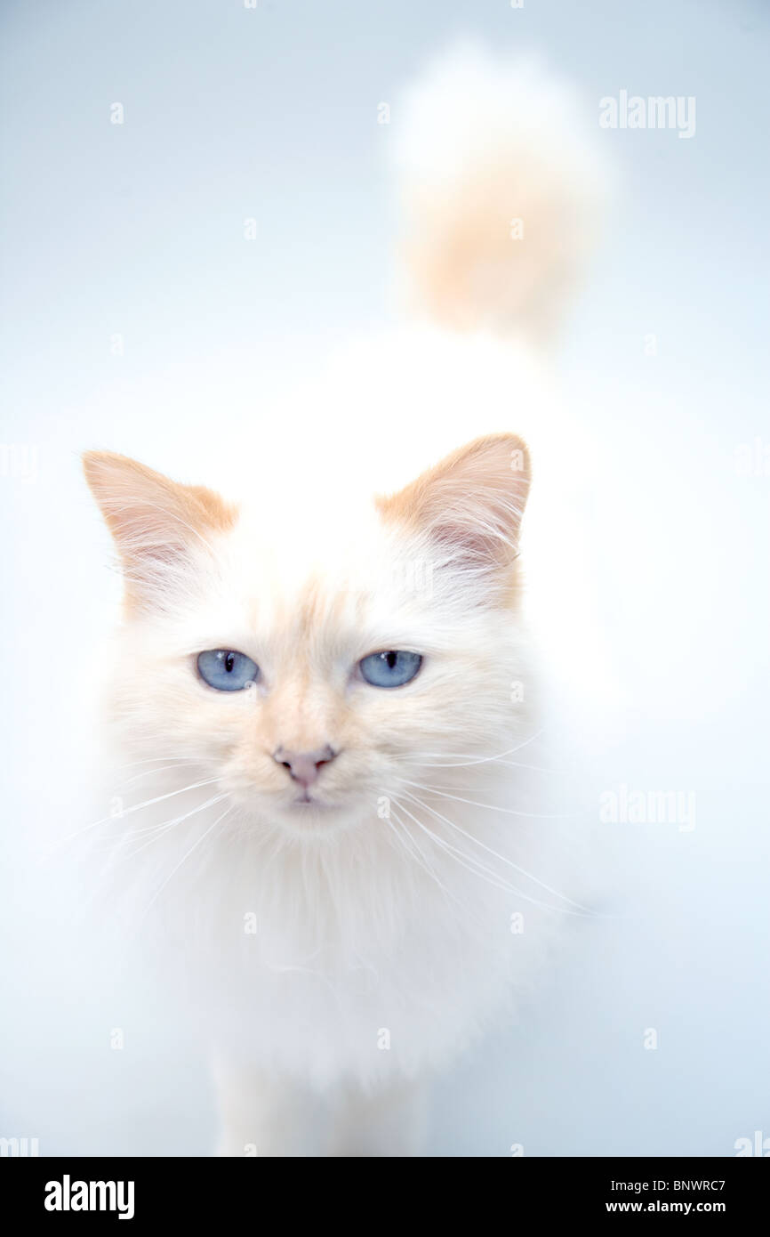 Un gatto persiano con gli occhi blu Foto Stock