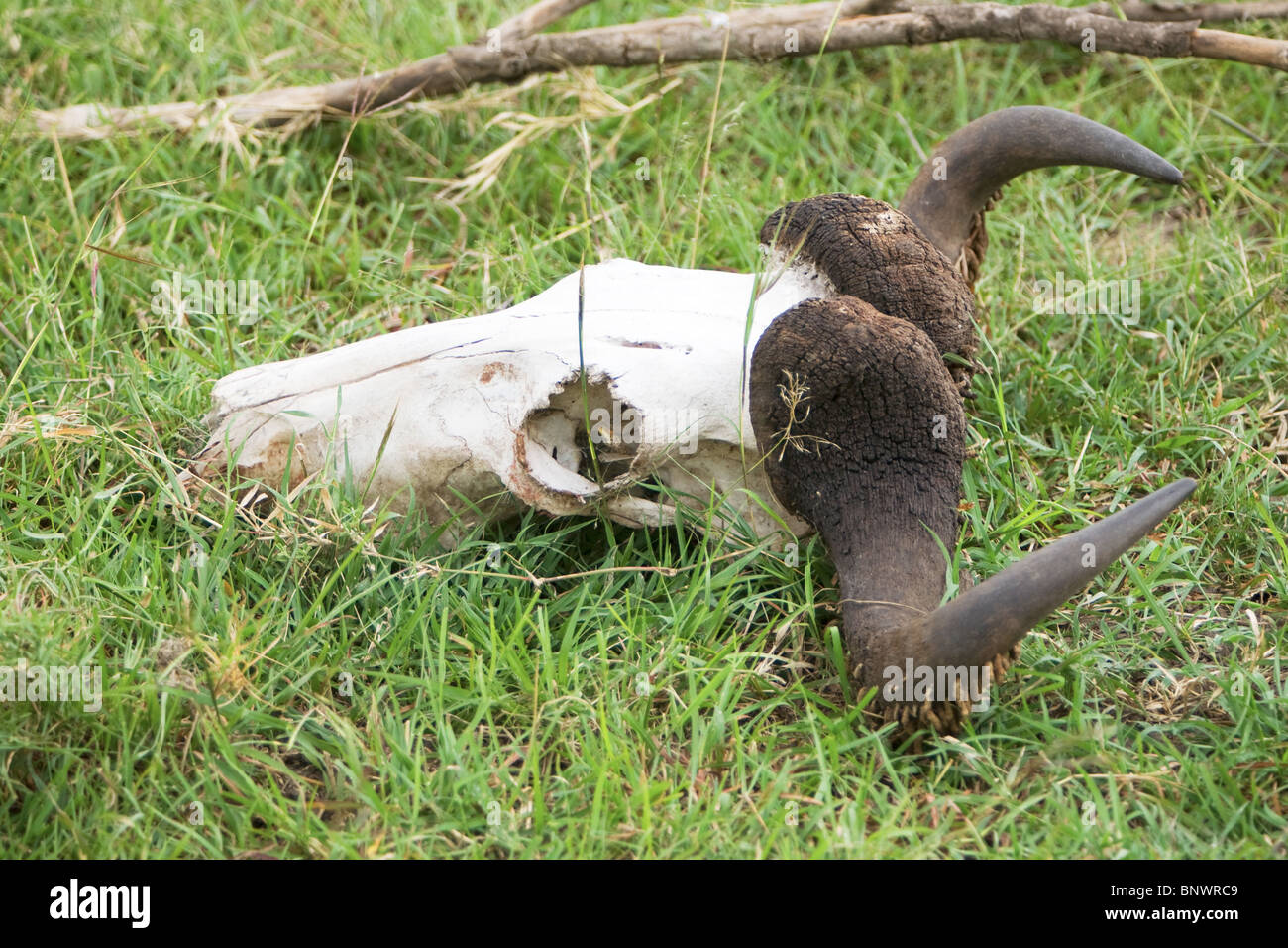 Gnu teschio sul Masai Mara Kenya Foto Stock