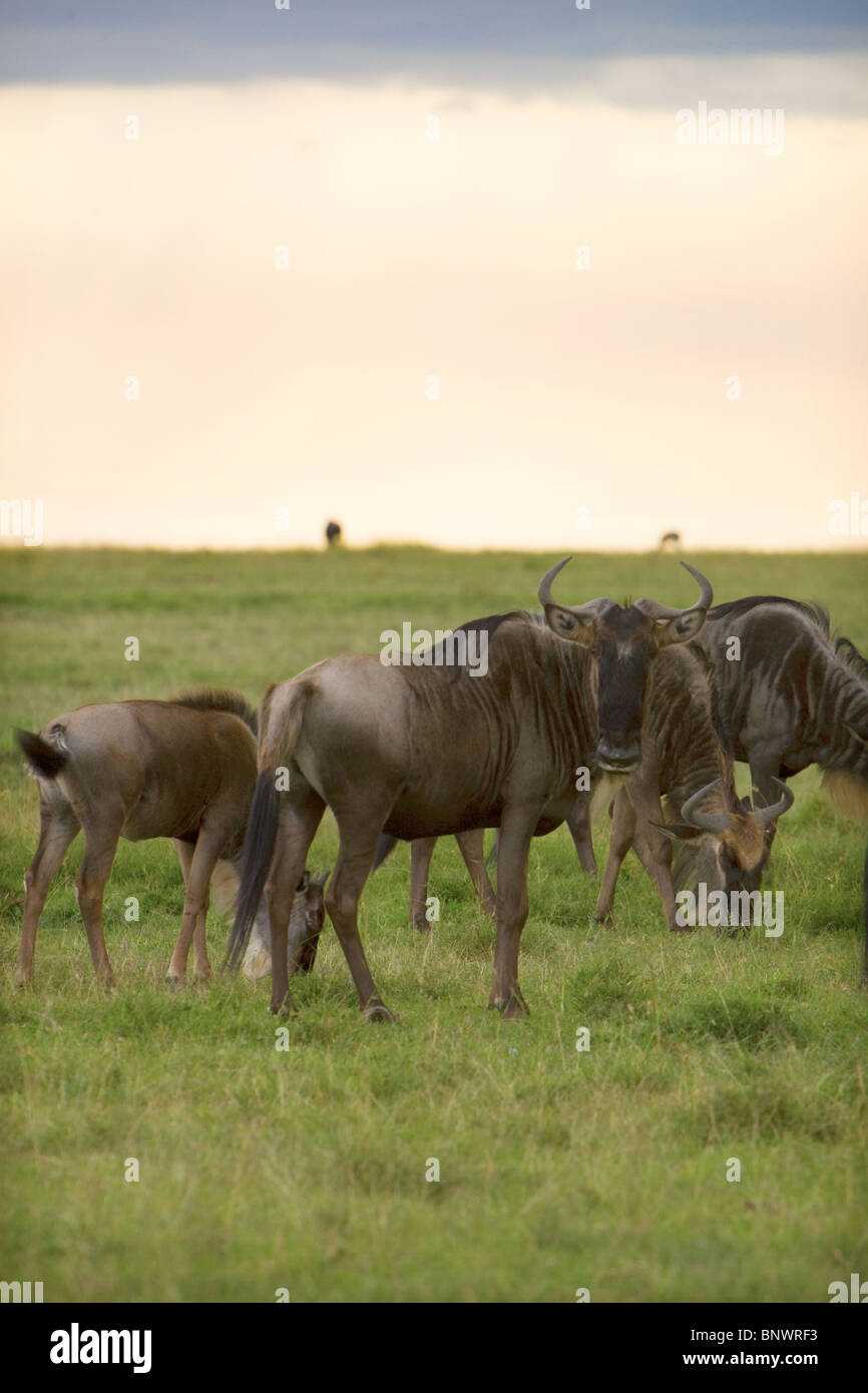 Gnu mandria sul Masai Mara Kenya Foto Stock