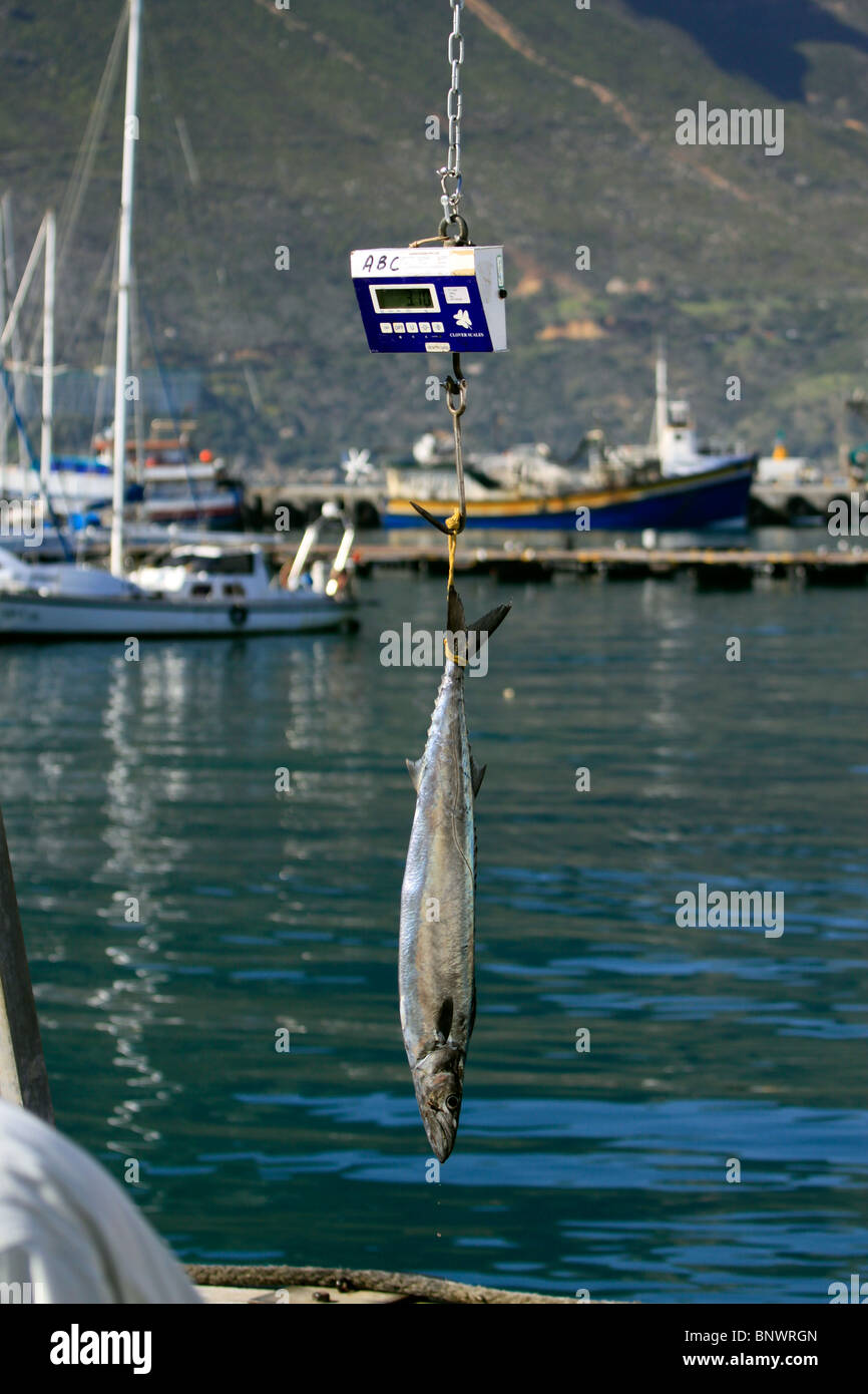 Appena catturati snoek ( thyrsites atun) essendo pesato a Hout Bay Harbor vicino a cape town, Sud Africa. Foto Stock