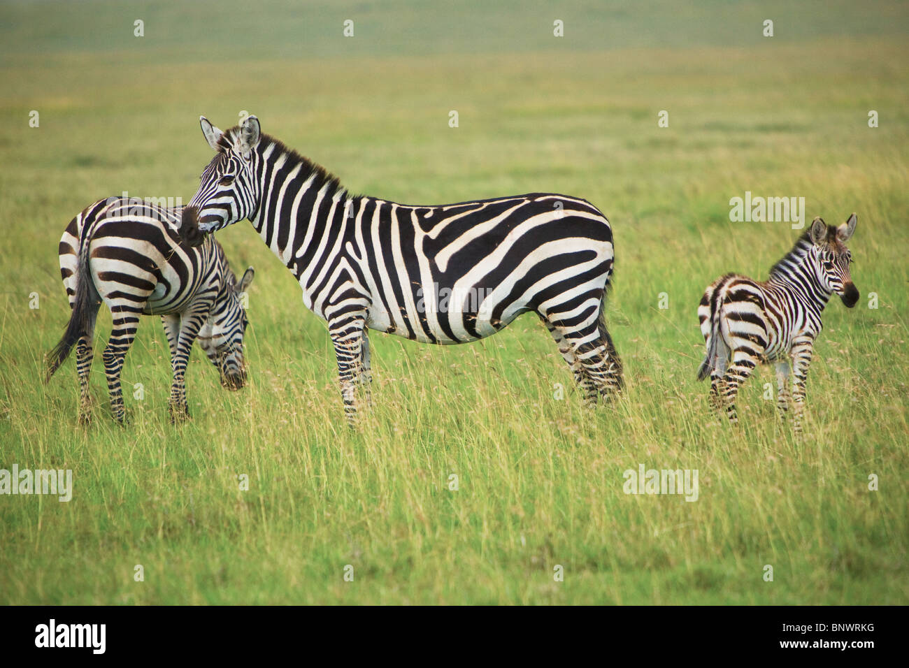 Zebra e giovane puledro sul Masai Mara Kenya Foto Stock