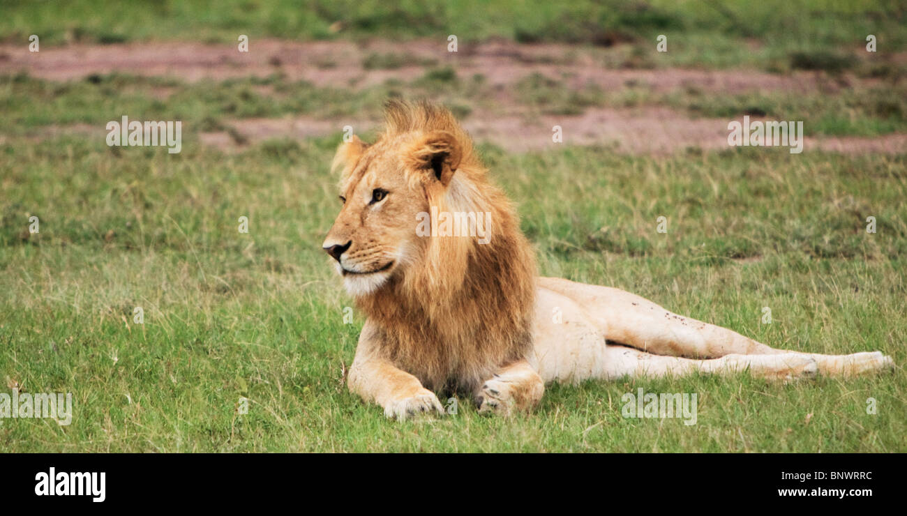 Leone maschio in appoggio sul Masai Mara Kenya Foto Stock