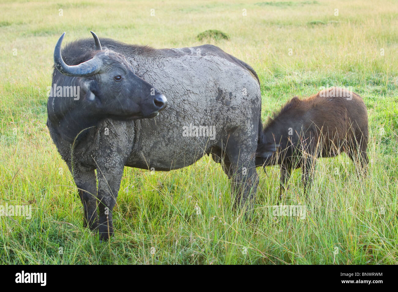 Buffalo vitello di alimentazione sul Masai Mara Kenya Foto Stock