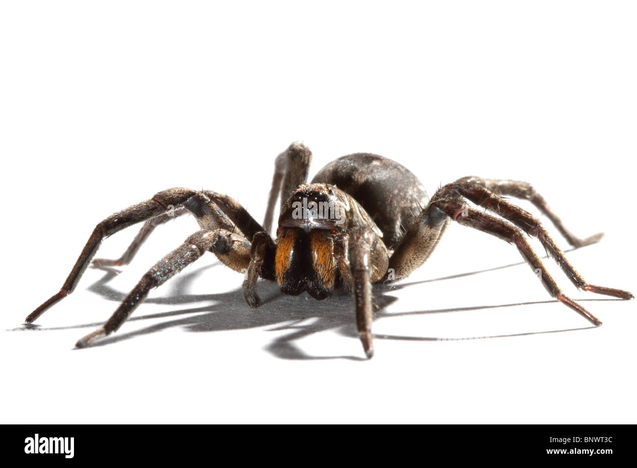 Imbuto di Sydney-web spider Atrax robustus Unica femmina adulta Foto Stock