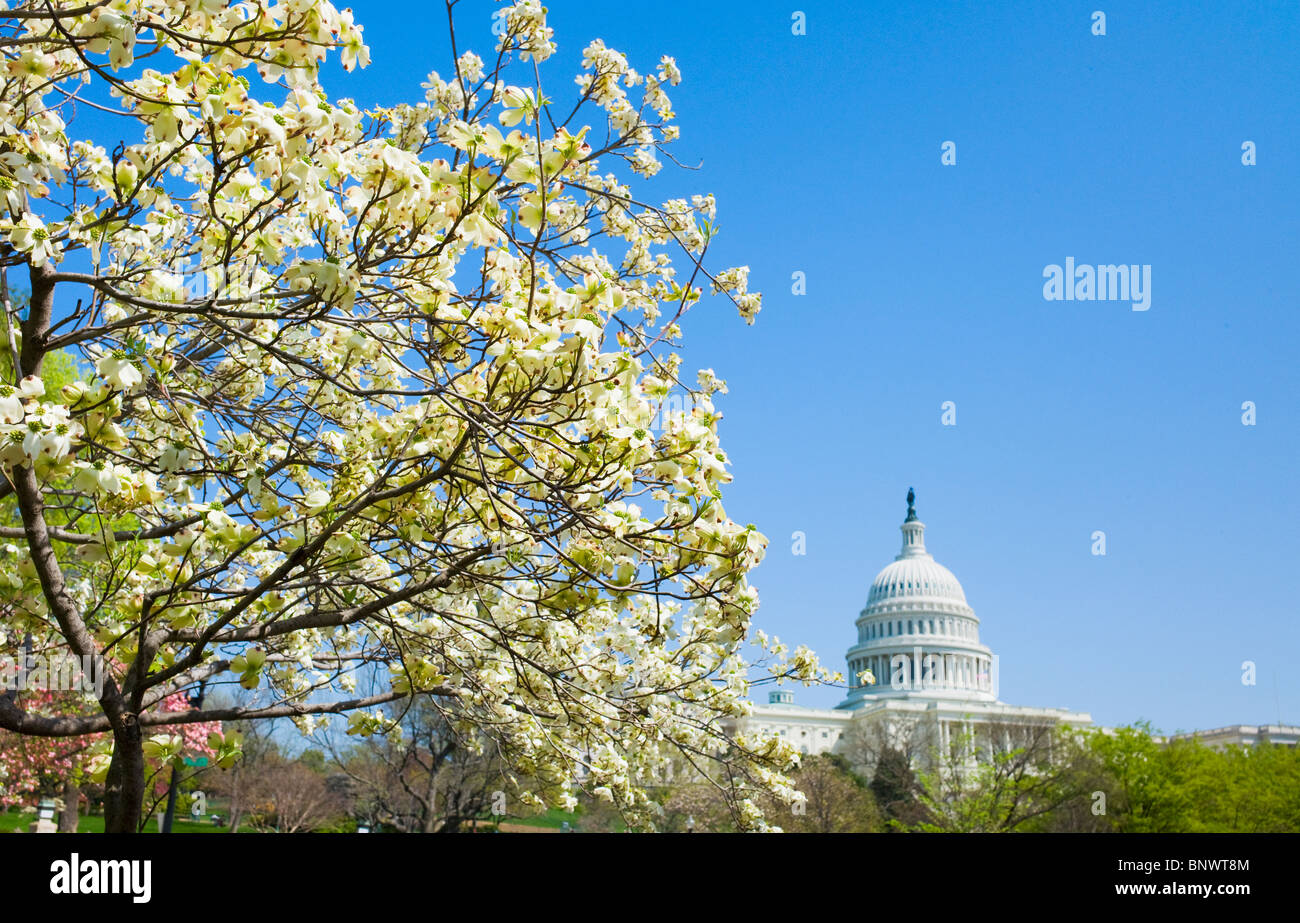 Sanguinello tree con Capitol Building in background Foto Stock