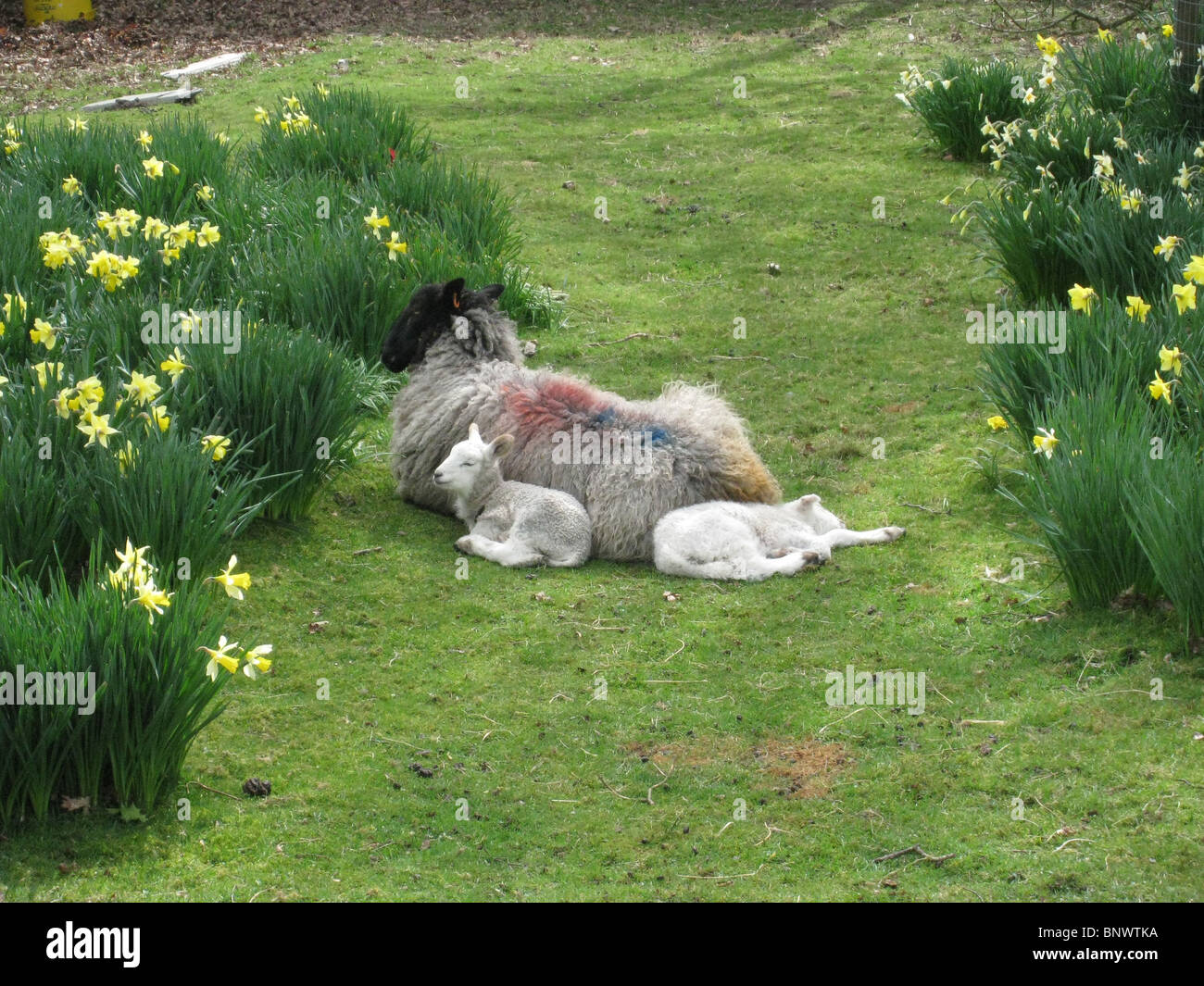 Un marcato pecora con due agnelli tutti sdraiati sull'erba tra patch di narcisi. Foto Stock