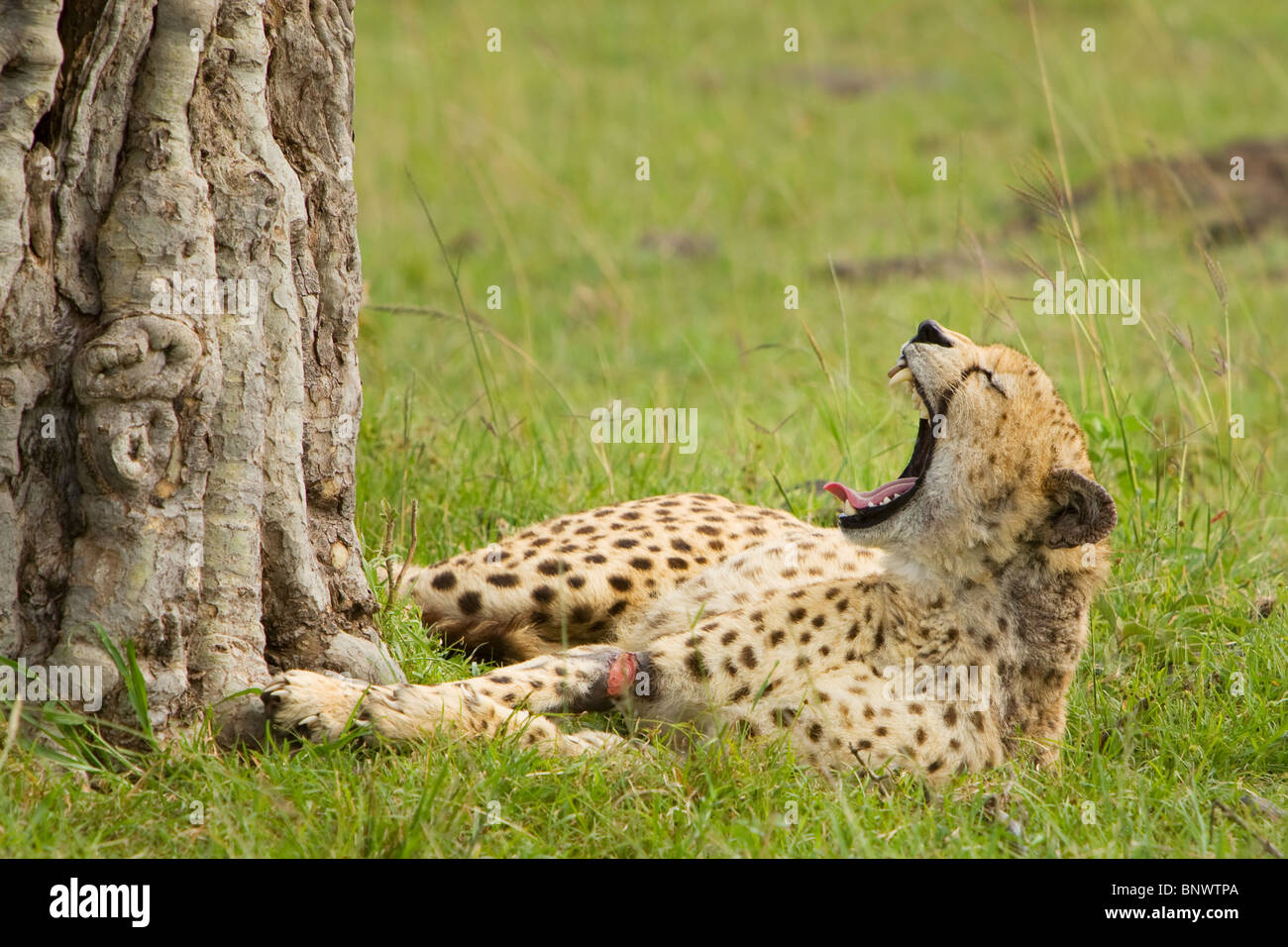 Cheetah sbadigliare sul Masai Mara Kenya Foto Stock