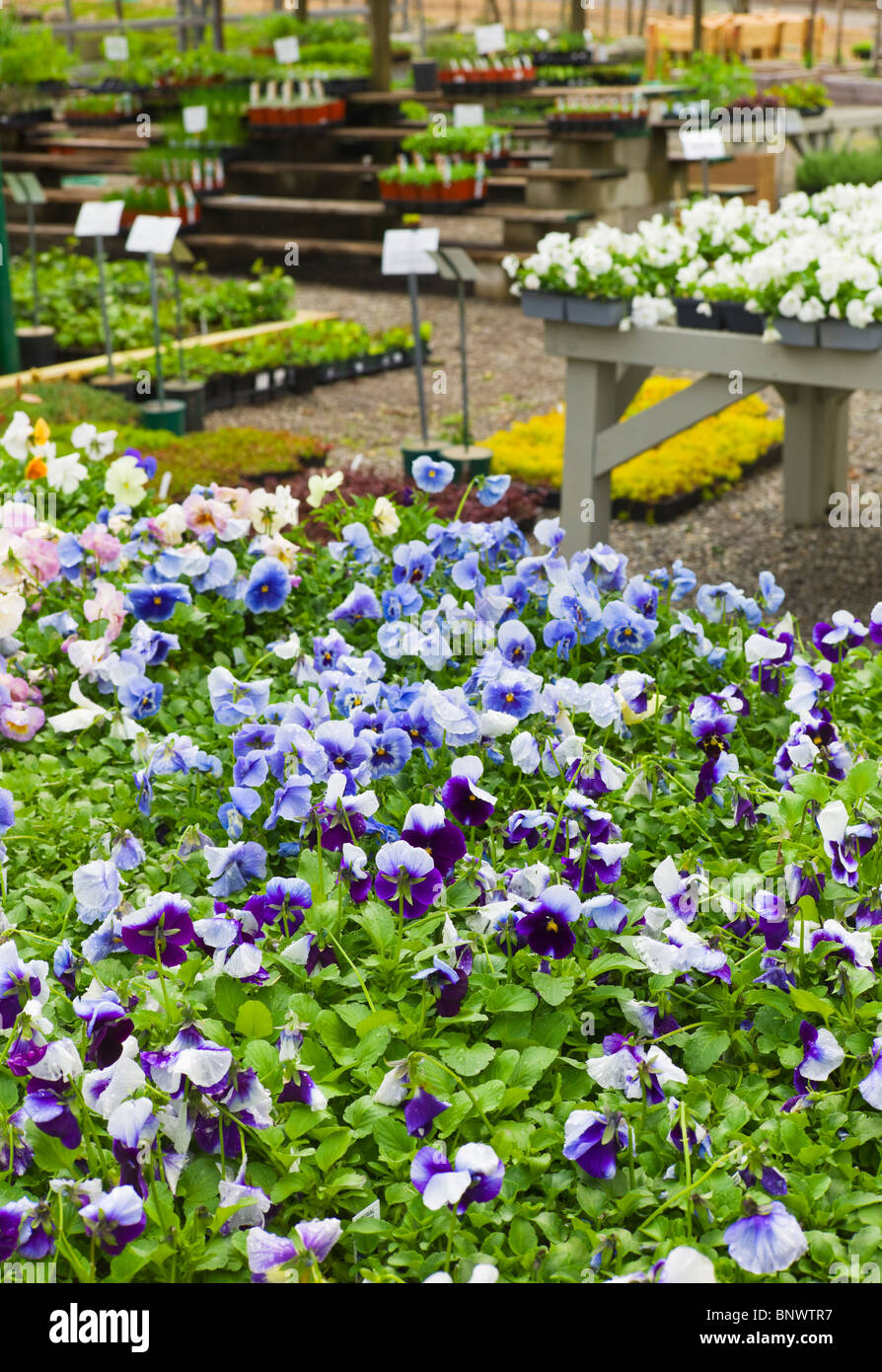 Fiori da Giardino sul display in serra Foto Stock Fiori da Giardino sul display in serra Foto Stock