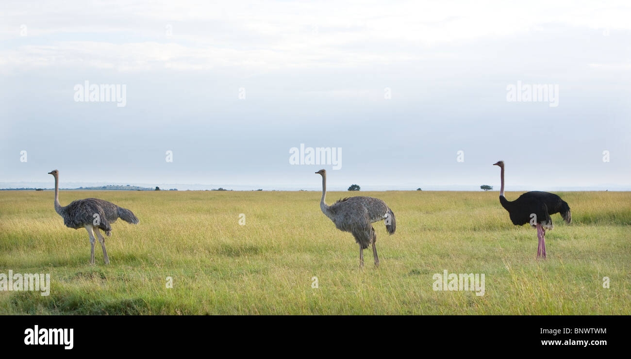 Gli struzzi del Masai Mara Kenya Foto Stock