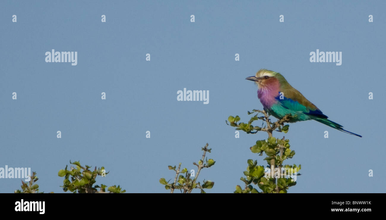 Bird nella struttura ad albero del Masai Mara Kenya Foto Stock