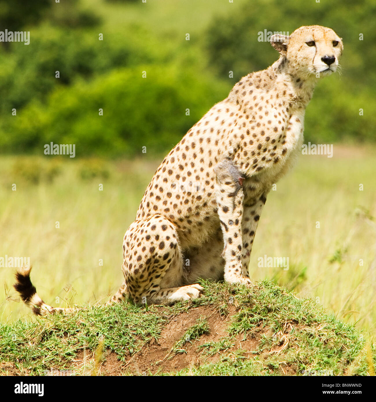 Ghepardo su Masai Mara Kenya Foto Stock