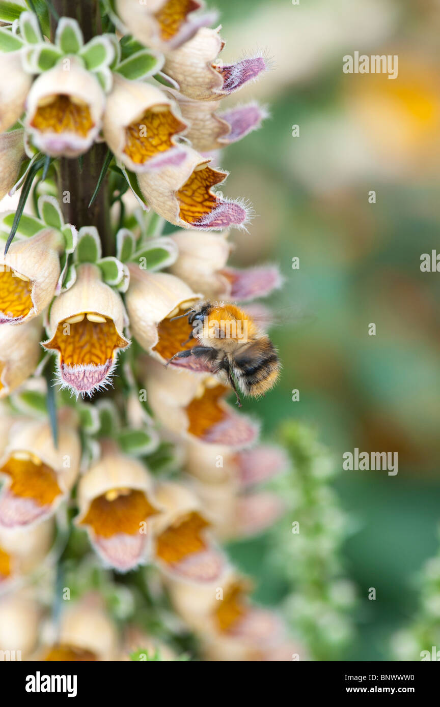 Carda comune Bumble Bee alimentazione su Digitalis ferruginea. Rusty foxglove Foto Stock
