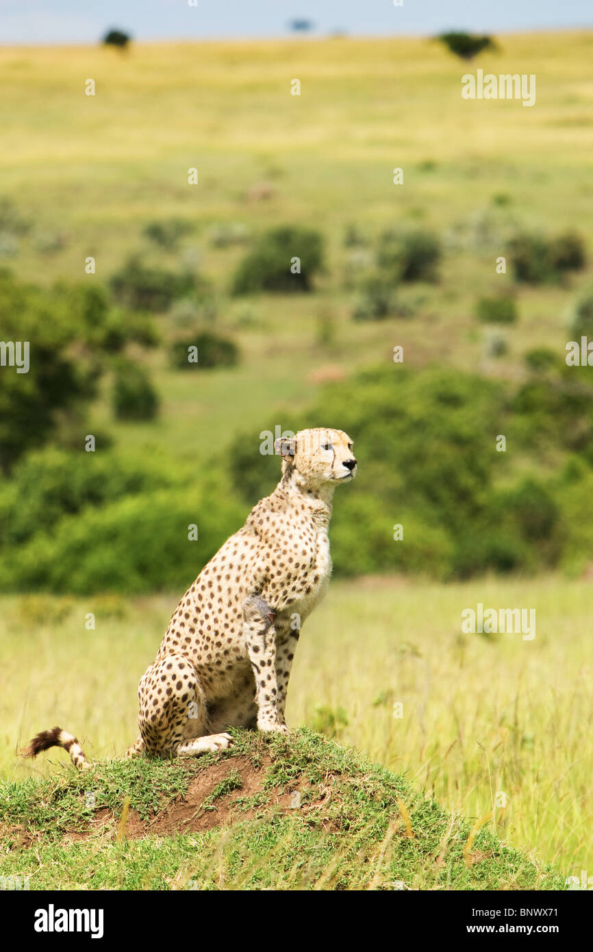 Ghepardo su Masai Mara Kenya Foto Stock