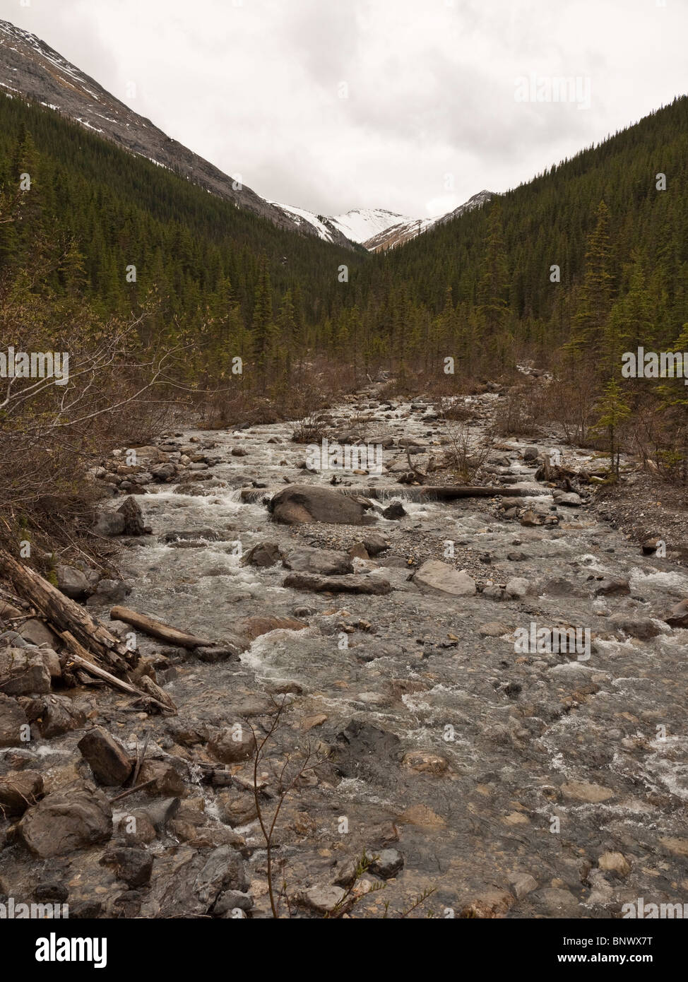 Zolfo Creek a Miette Hot Springs Jasper National Park nello stato di Alberta in Canada Foto Stock