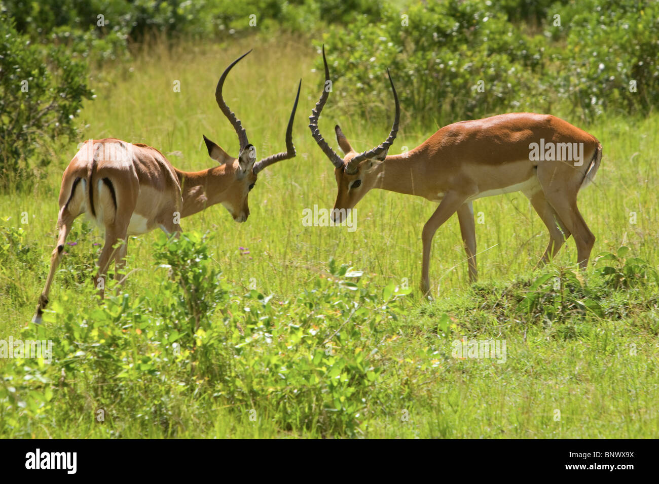 Thompson Gazelle combattendo sul Masai Mara Kenya Foto Stock