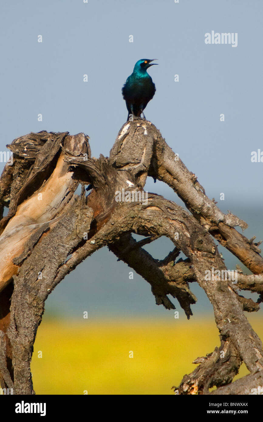 Bird sul Masai Mara Kenya Foto Stock