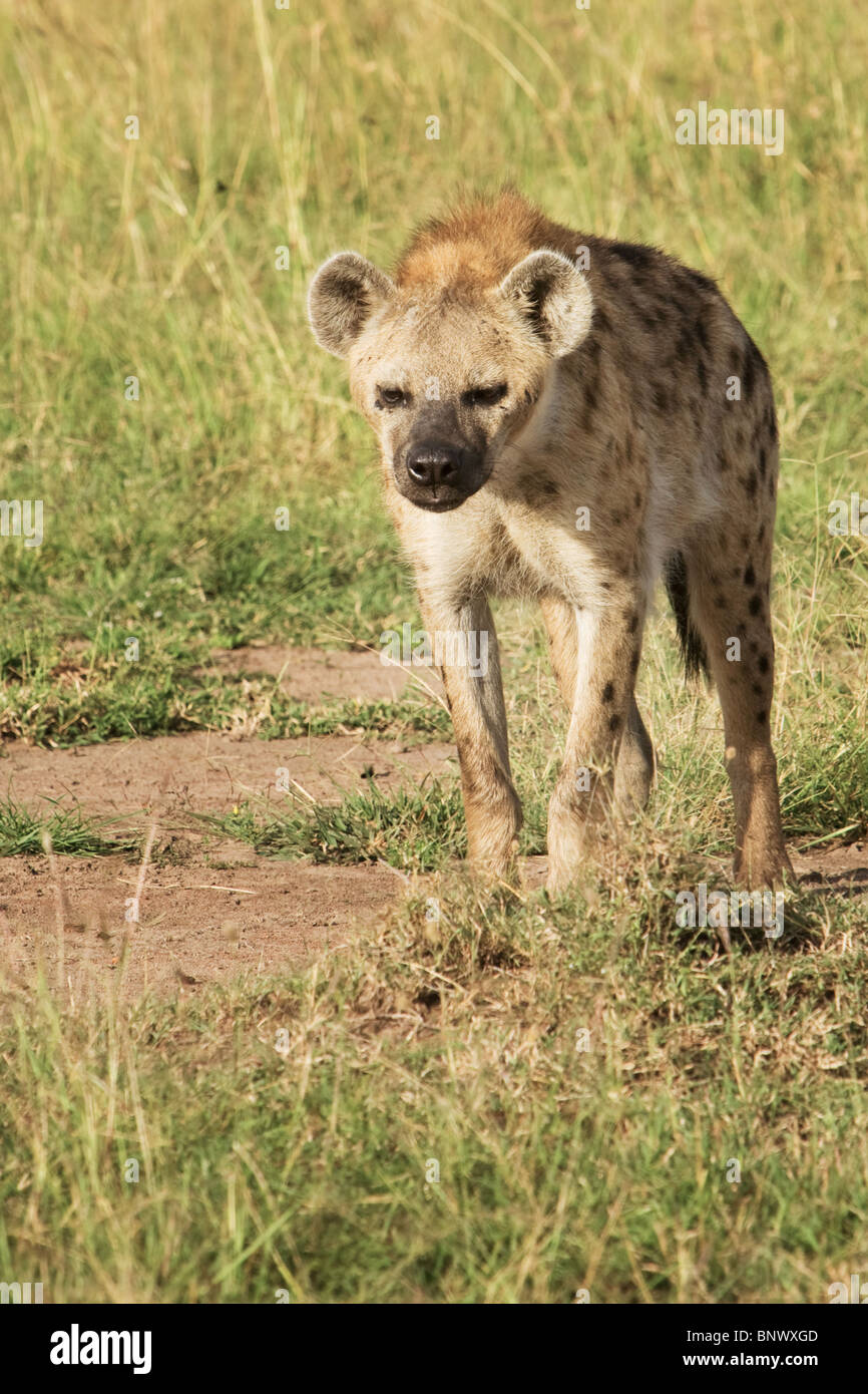 La iena su Masai Mara Kenya Foto Stock