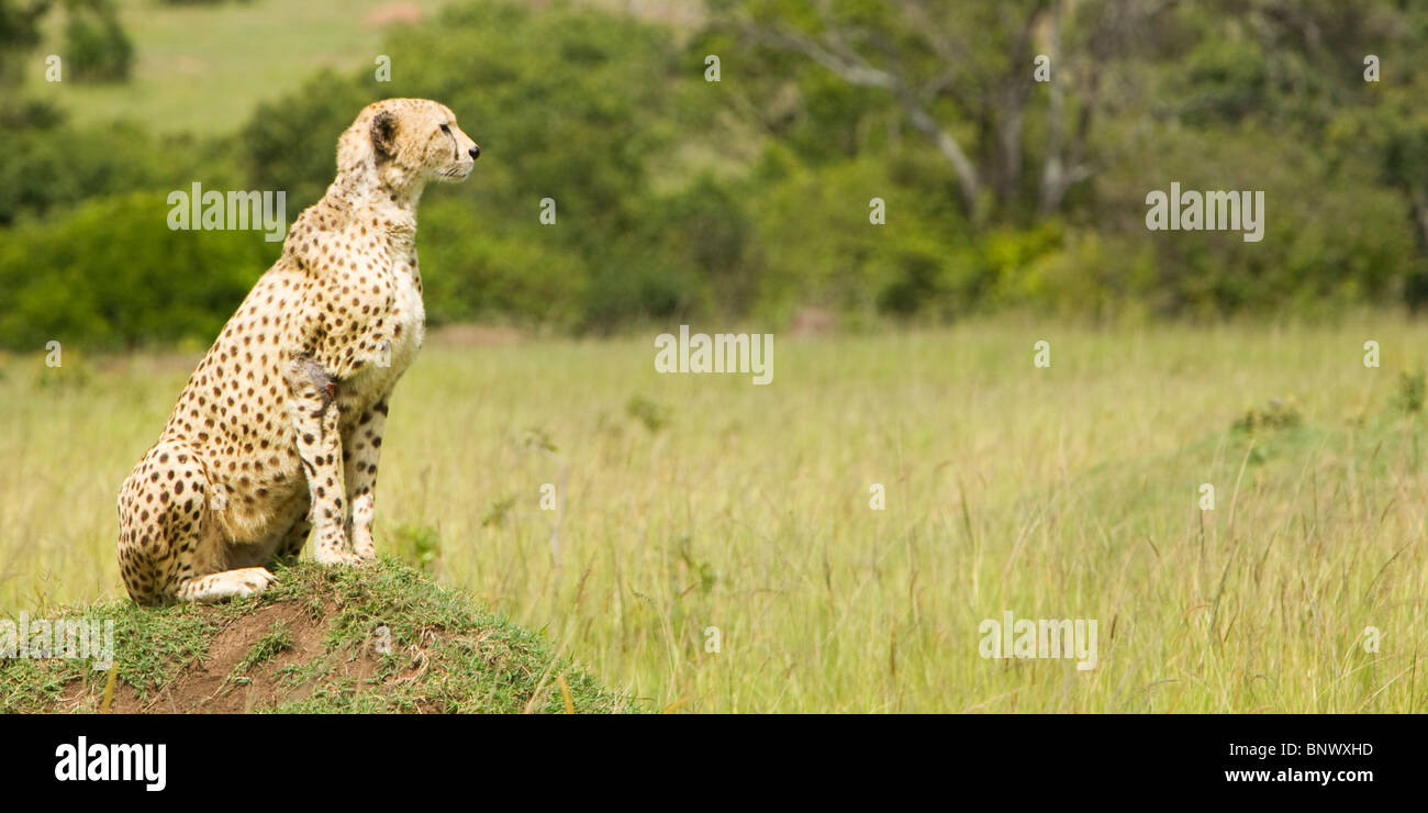 Ghepardo di vedetta nel Masai Mara Kenya Foto Stock