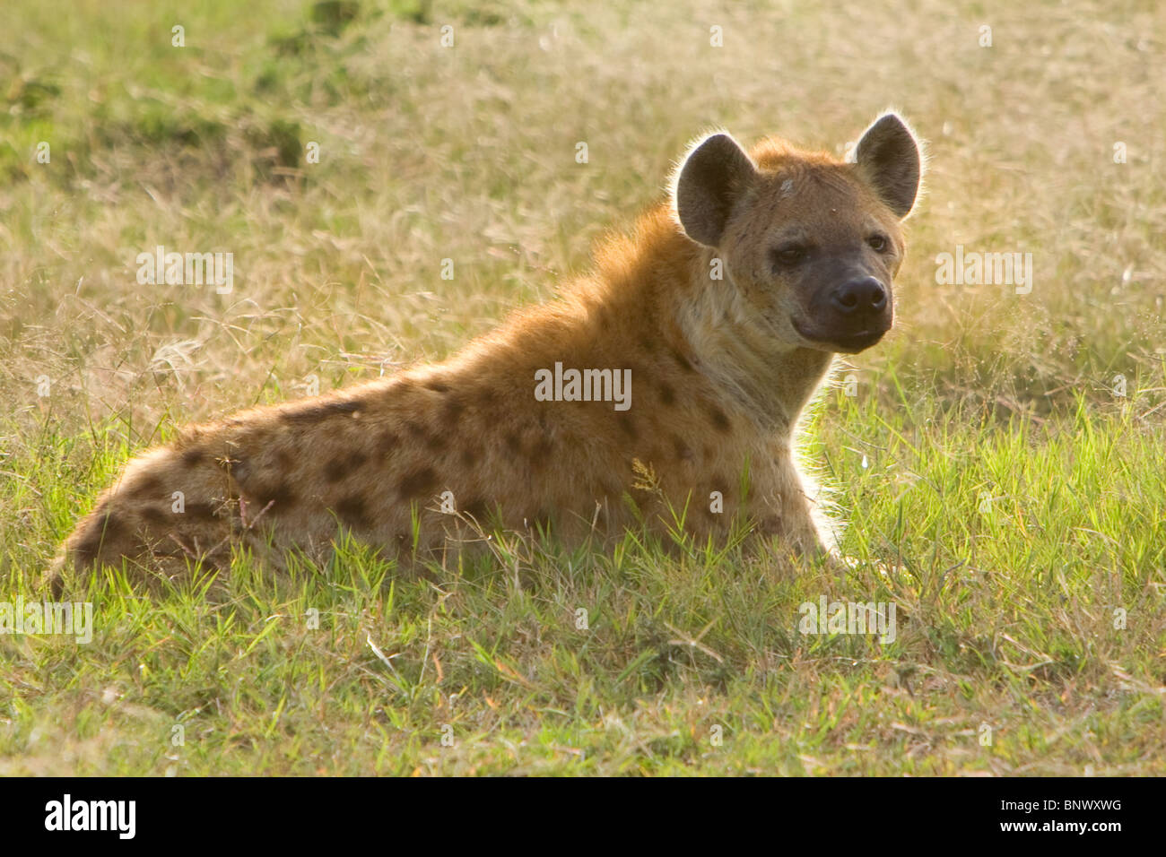 La iena su Masai Mara Kenya Foto Stock
