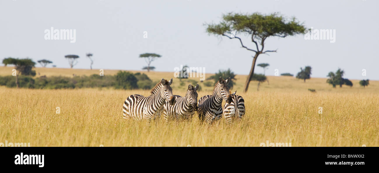 Zebra nel Masai Mara Kenya Foto Stock