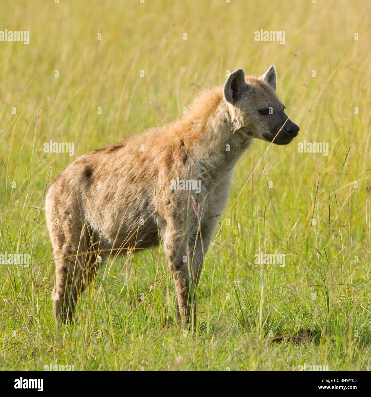La iena nel Masai Mara Kenya Foto Stock
