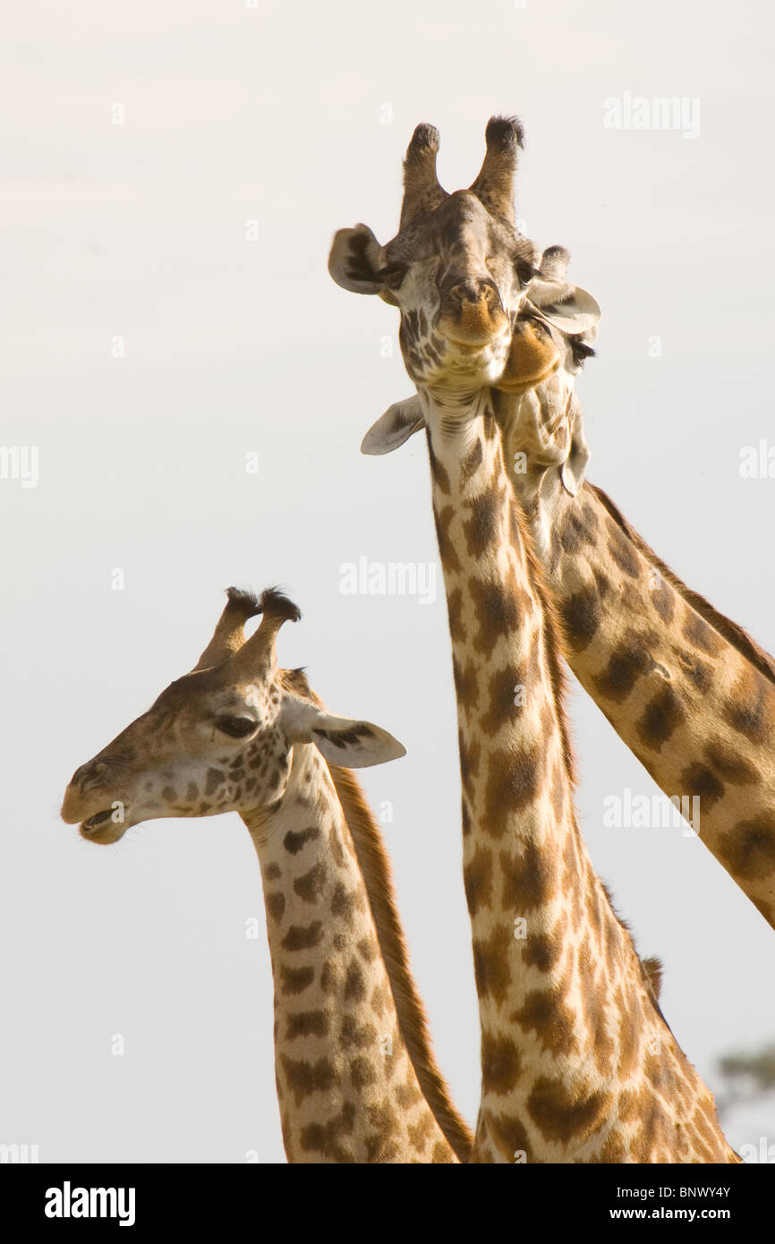 La giraffa nel Masai Mara kenya Foto Stock