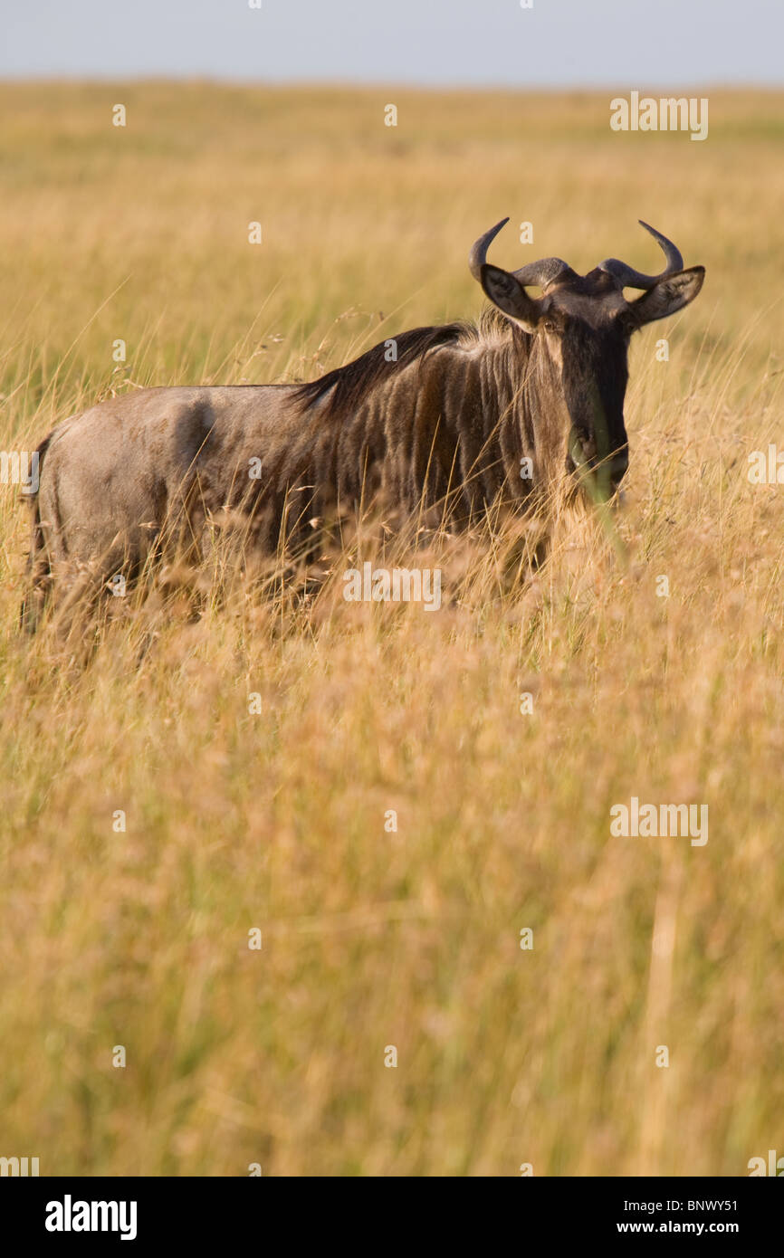 Gnu del Masai Mara Kenya Foto Stock