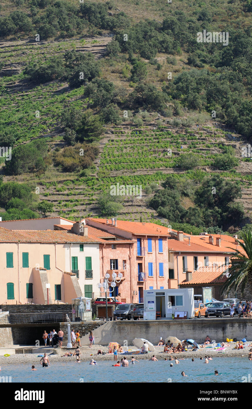 Collioure un piccolo francese del Mediterraneo centro balneare con vitigni e vigneti sulla collina di Cotes du Roussillon S Francia Foto Stock
