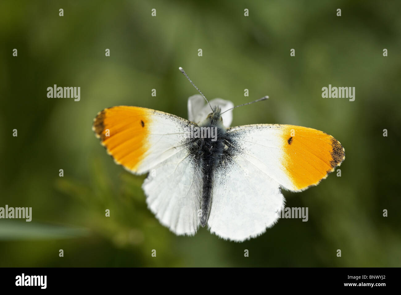 Arancio-punta, Anthocharis cardamines butterfly Foto Stock