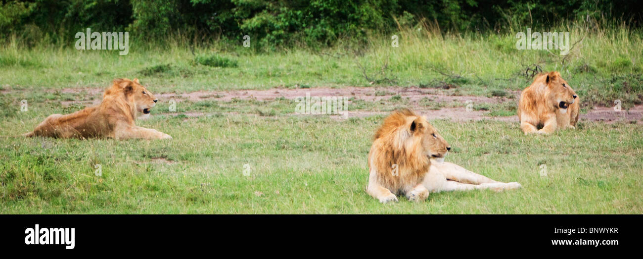 Lion maschi nel Masai Mara Kenya Foto Stock